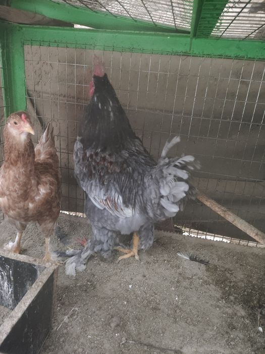 Хурозла сотилади 6 7 ойли