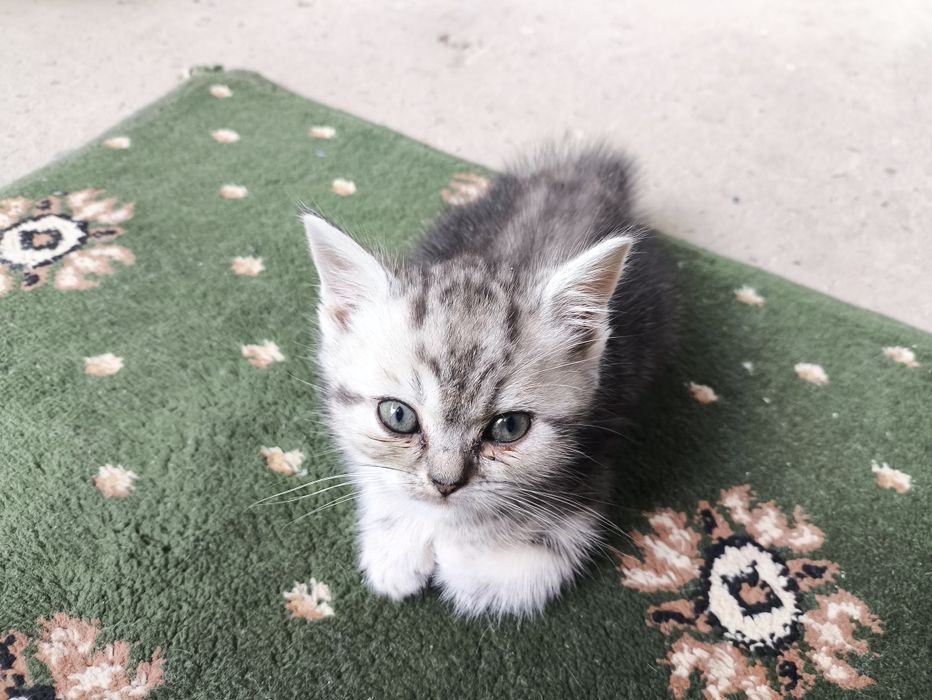 котята вислоухие