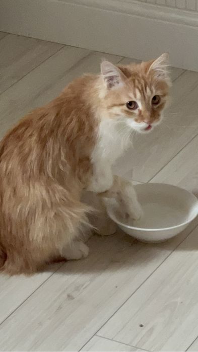 Котенок в добрые руки