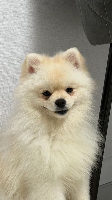 Отдам собачку в хорошие руки