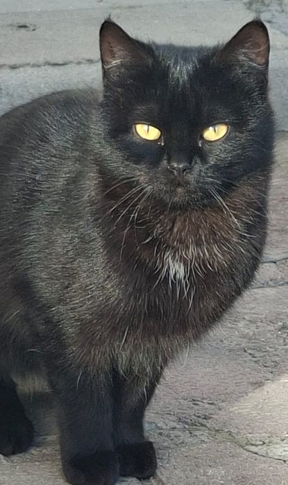 Милые котята 3 мес кошечки 8 мес