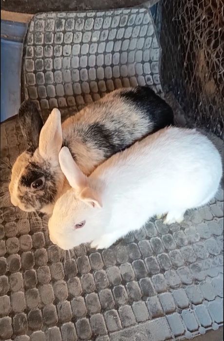 Vând iepuri fluture german și iepuri pitici