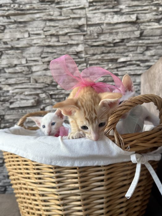 Ориентальные котята