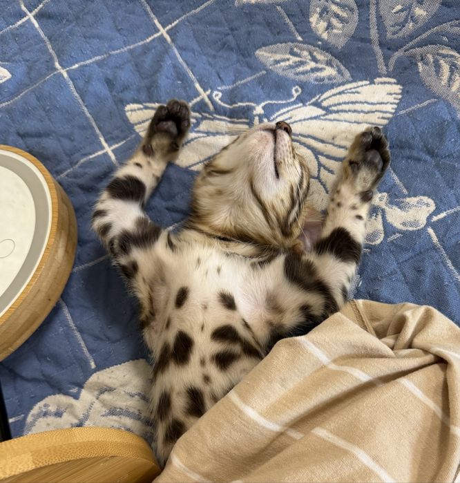 Котенок бенгальский