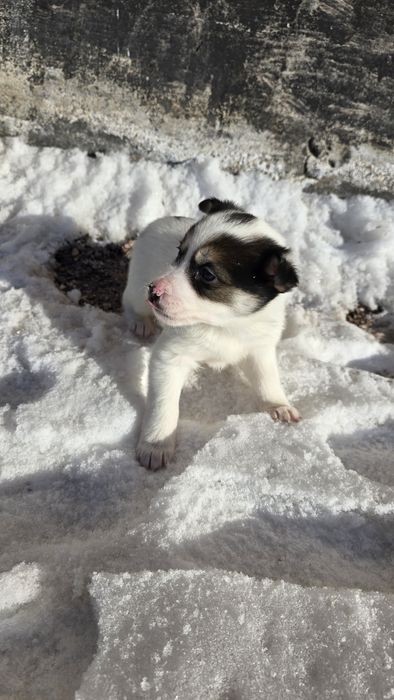 Щенки бесплатно.