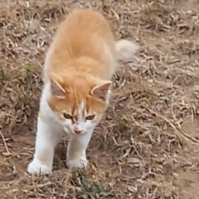 Котенца на 3 и 4 месеца търсят спешно дом