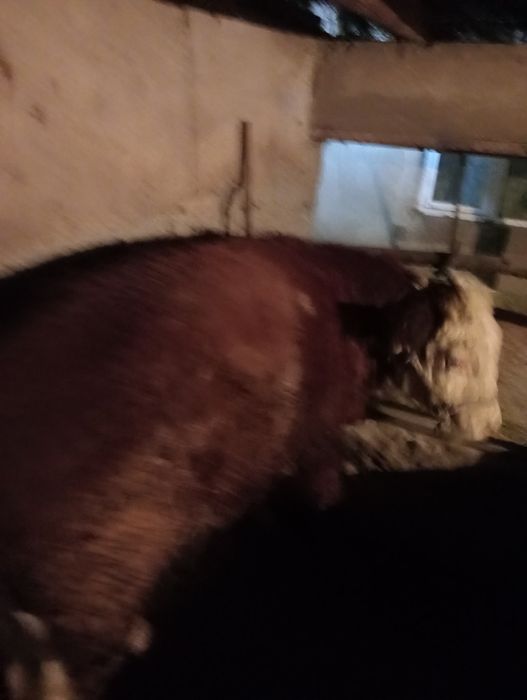 Продам быка мясной