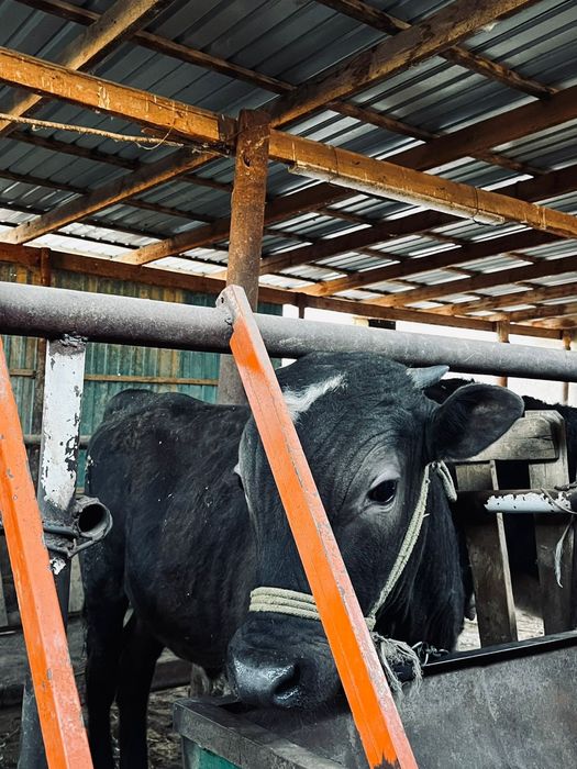 Тез арада бұқалар сатылады