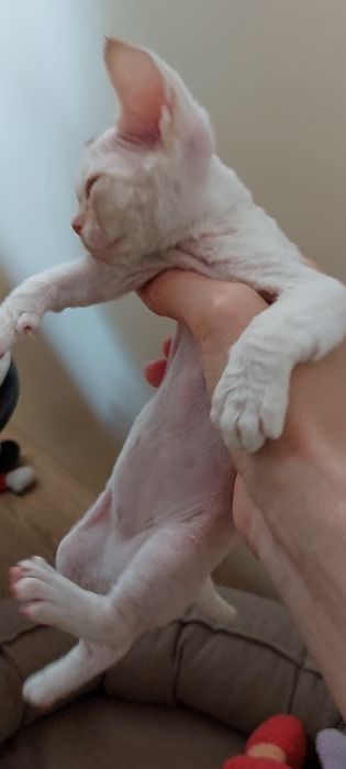 Девон-рекс котята в Алматы!