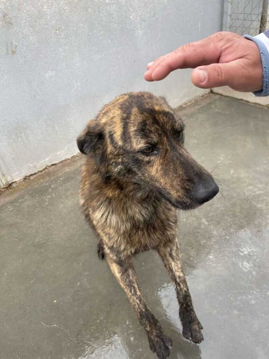 Adopta un caine - un sufletel are nevoie de stapan!