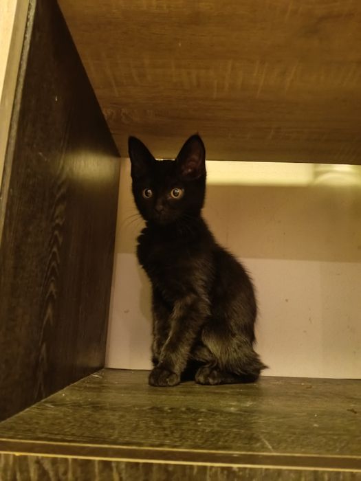 Котёнок девочка 2,5 месяца