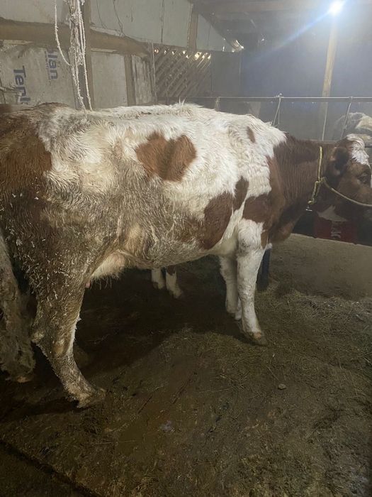 Ірі қара сатылады.