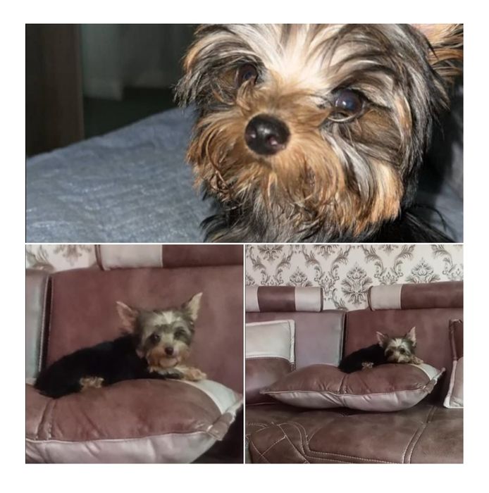 Продается йоркширский терьер