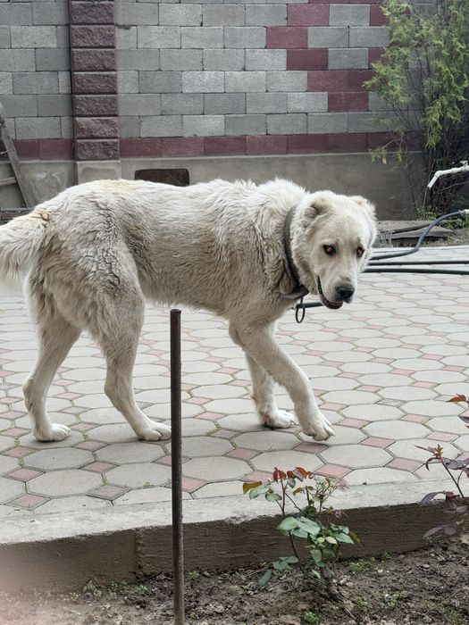 Отдам алабая в добрые руки