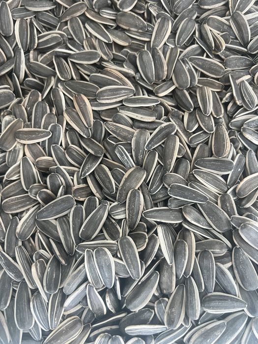 Семечка.кунга боқар.sunflower saids