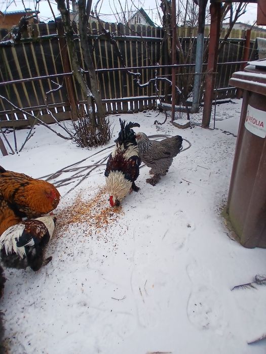 Vând  cocosi  de  rasă