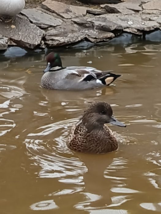 Rate exotice ,ornamentale