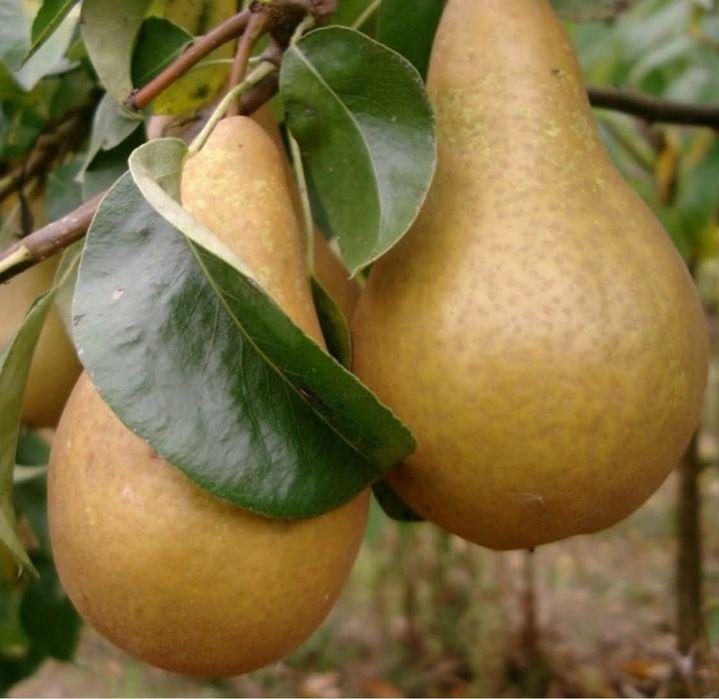 Pomi fructiferi altoiti
