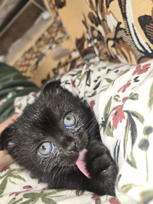 Scottish straight шотландские вислоухие