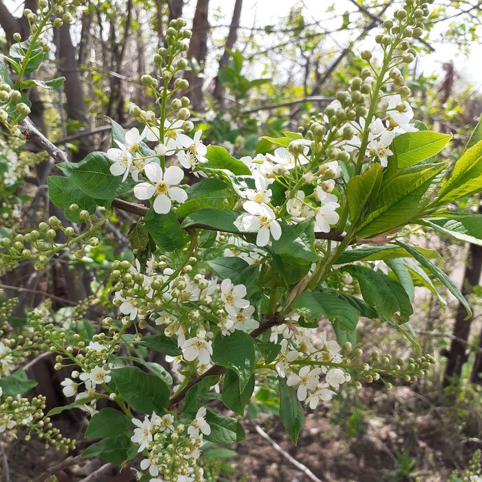 Продаю две дачи "Цветущий сад"