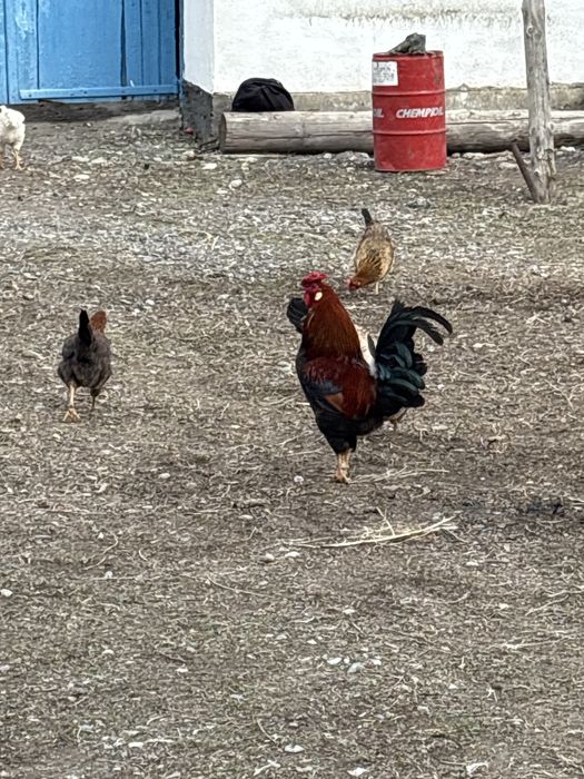 Домащний петухы.