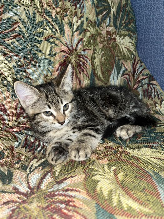 Марғау бар әдемі түстес