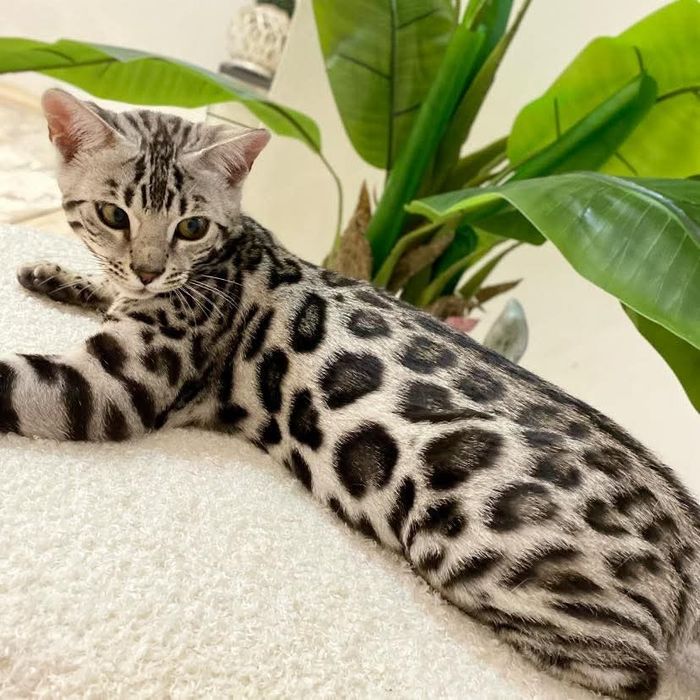 Серебряный бенгальский котёнок