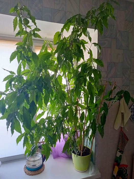 Комнатный цветок