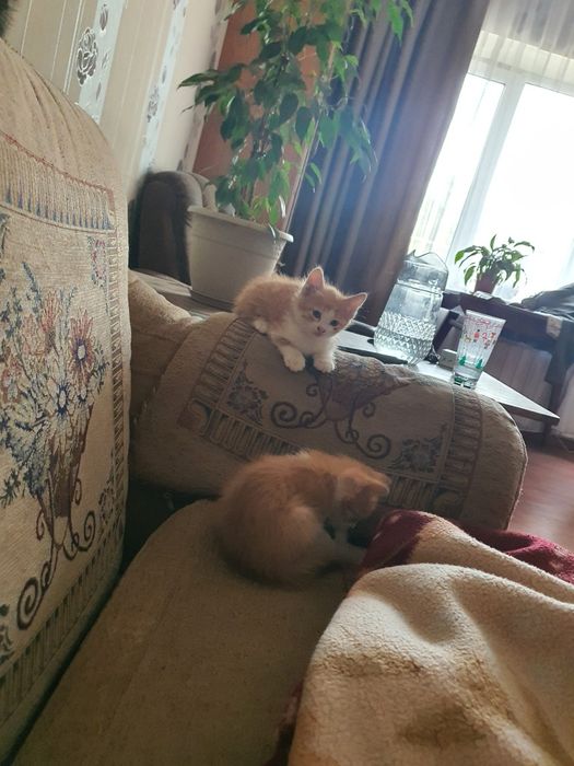 Котята ищут хорошего хозяина