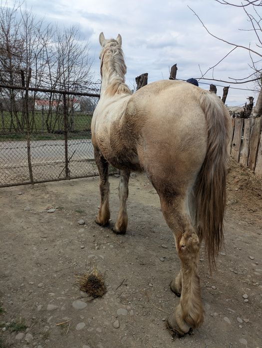 Vând cal castrat de șase ani