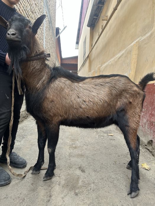 Erkak Alpen echkisi sotiladi narxi kelishiladi