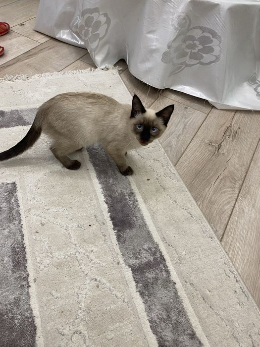 Котенок 5 месяцев девочка