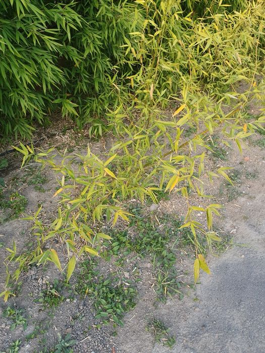 Бамбук за жива ограда и колове от бамбук