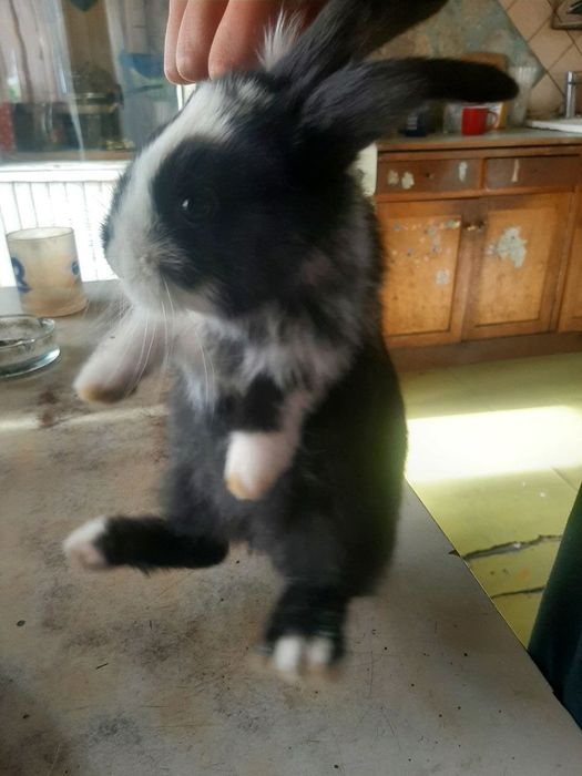 Продаётся маленький кролик