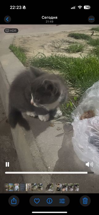 Отдам котенка в хорошие руки