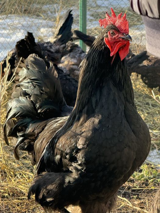 Куры домашние раных пород