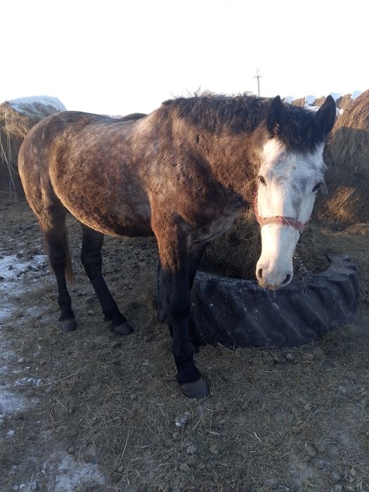Продам жеребца на племя