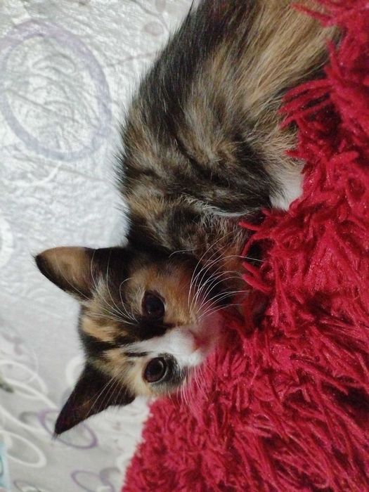 Отдам даром кошечку