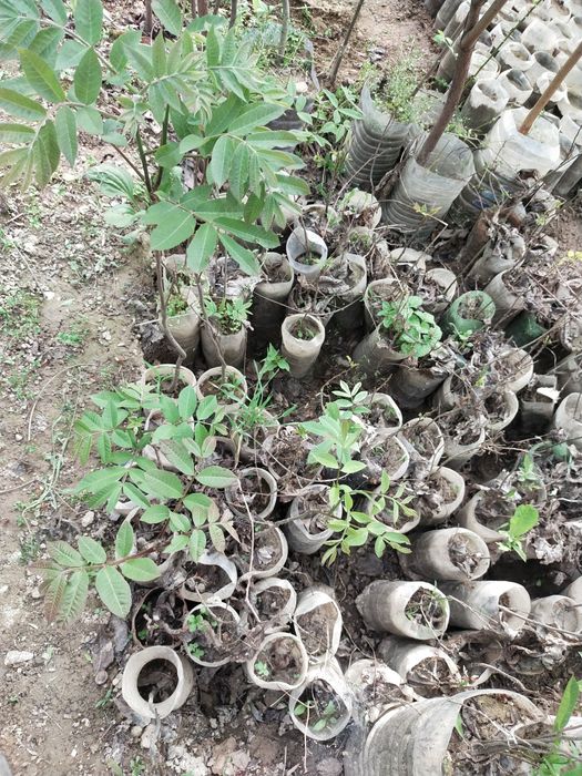 Фундук кучатлари