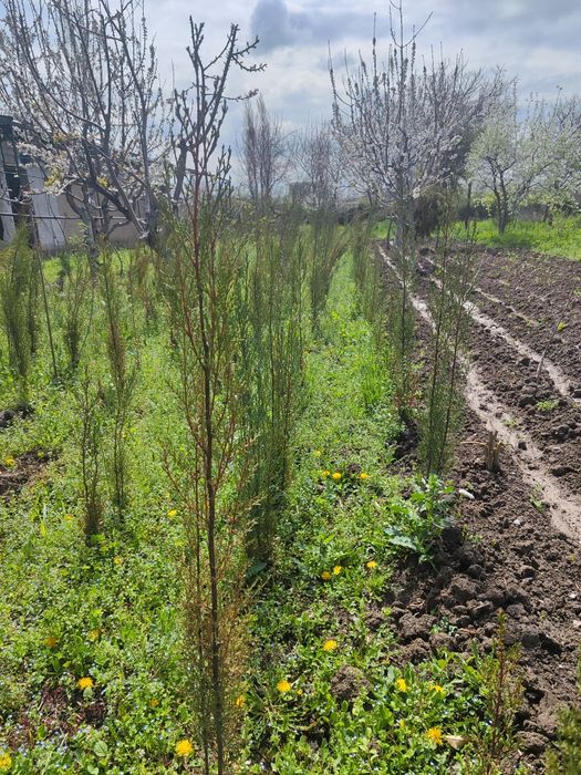 Keparis archasi 1.5-2 metrli