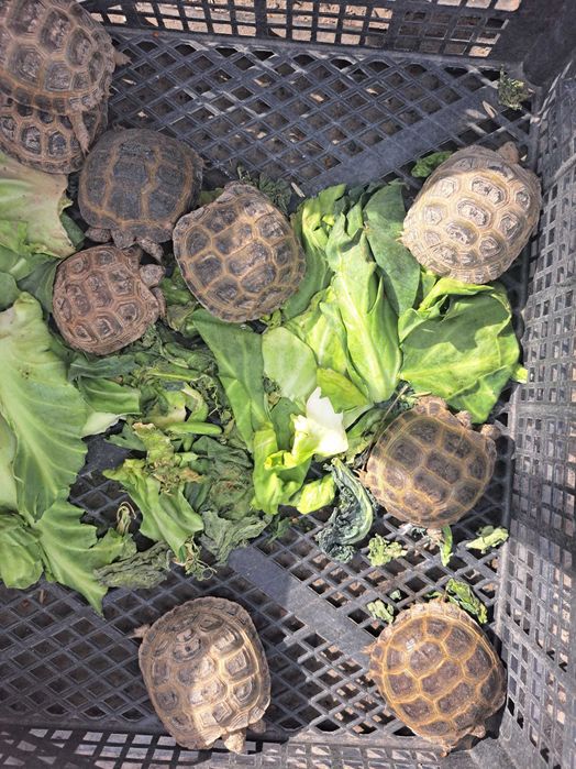 Черепаха Toshbaqa