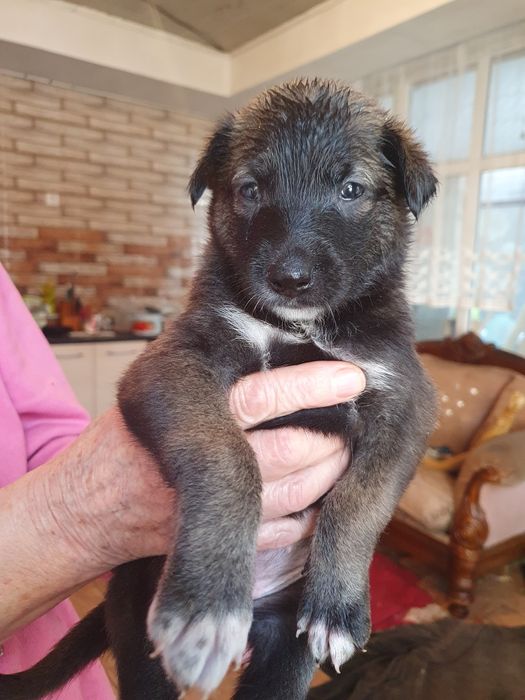 Щенки в добрые руки