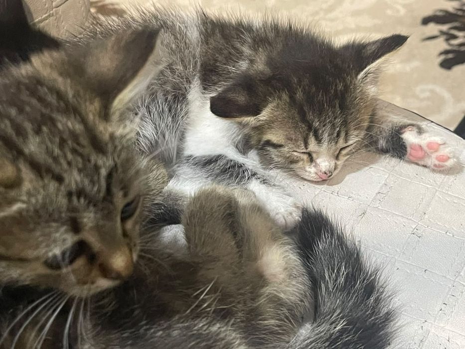 Отдам.  котята.в добрый