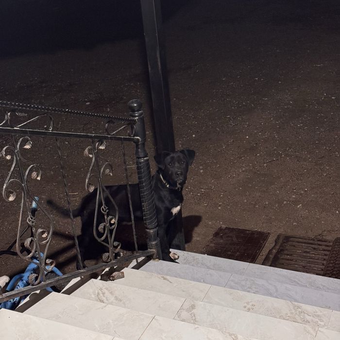 Отдам щенка лабрадора