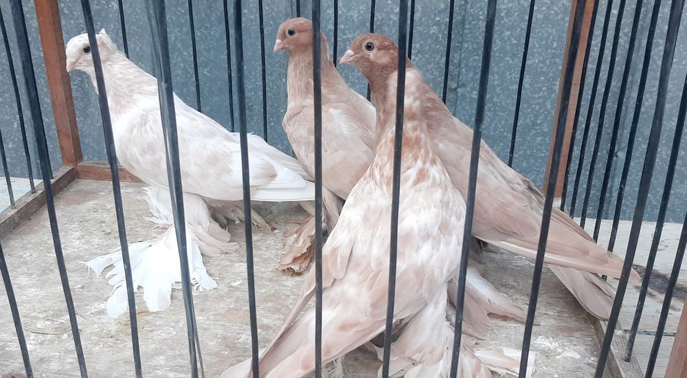 Продам  голубей про макс