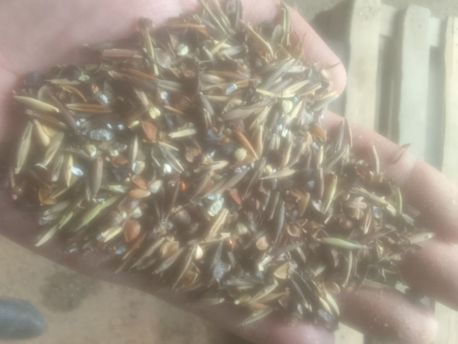 Зерноотходы Отходы Полова