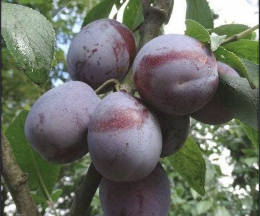 Prune de vanzare- de tuică si de masă