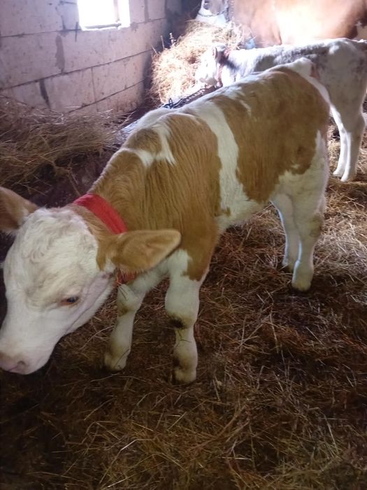 Vănd două vițele și un tăuraș