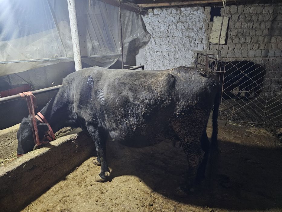 Navos Sigir sotiladi