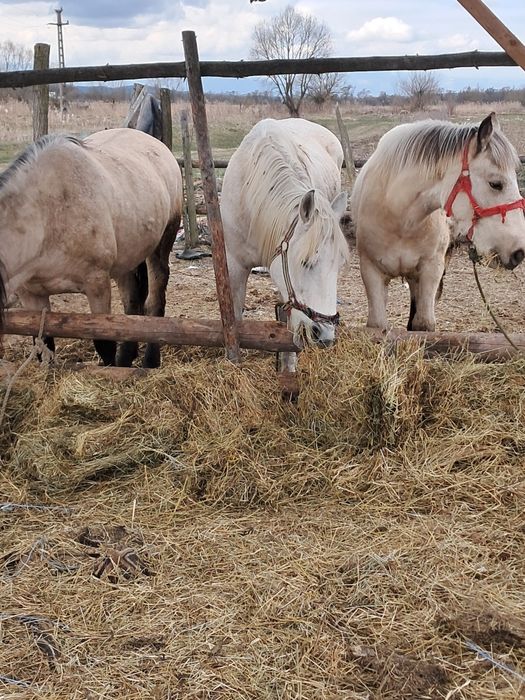 Vând două iepe și o mânză
